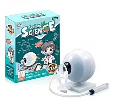 Ojo Humano Globo Ocular Aprendizaje Anatomía