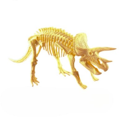 Esqueletos Dinosaurios Educativo Niños