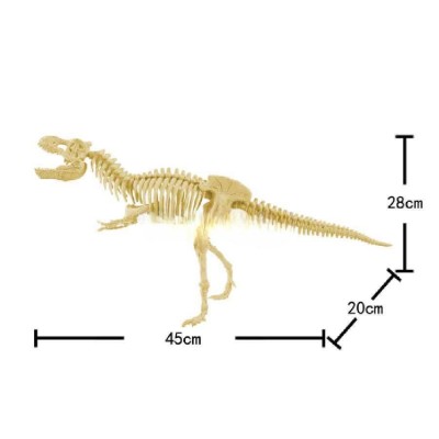 Esqueletos Dinosaurios Educativo Niños